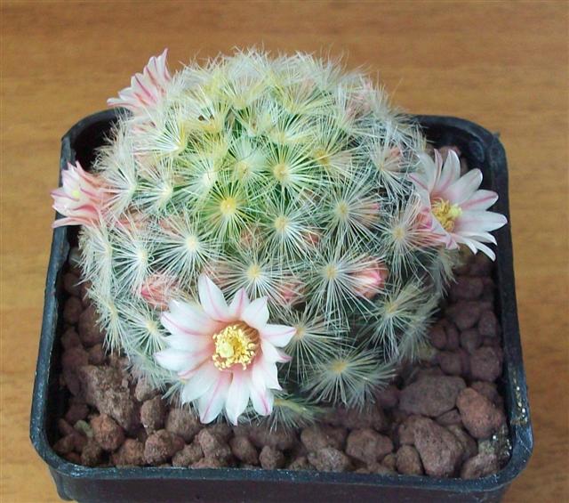 Mammillaria carmenae 