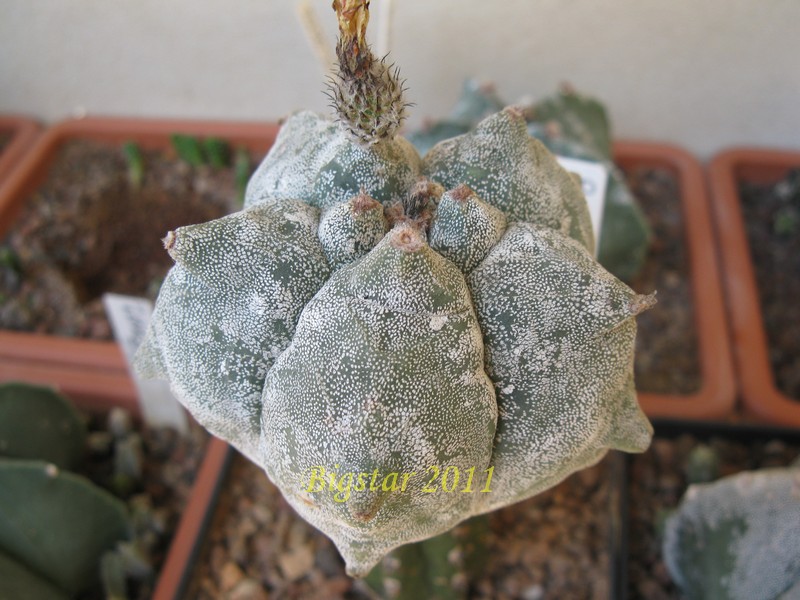 astrophytum myriostigma cv. kikko sprain hakuun