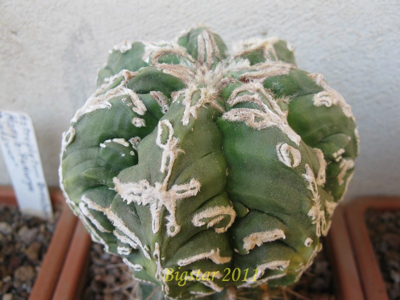 Astrophytum myriostigma cv. fukuryu hanya sazanami 