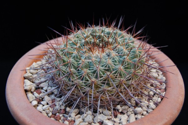Mammillaria melanocentra ssp. rubrograndis 