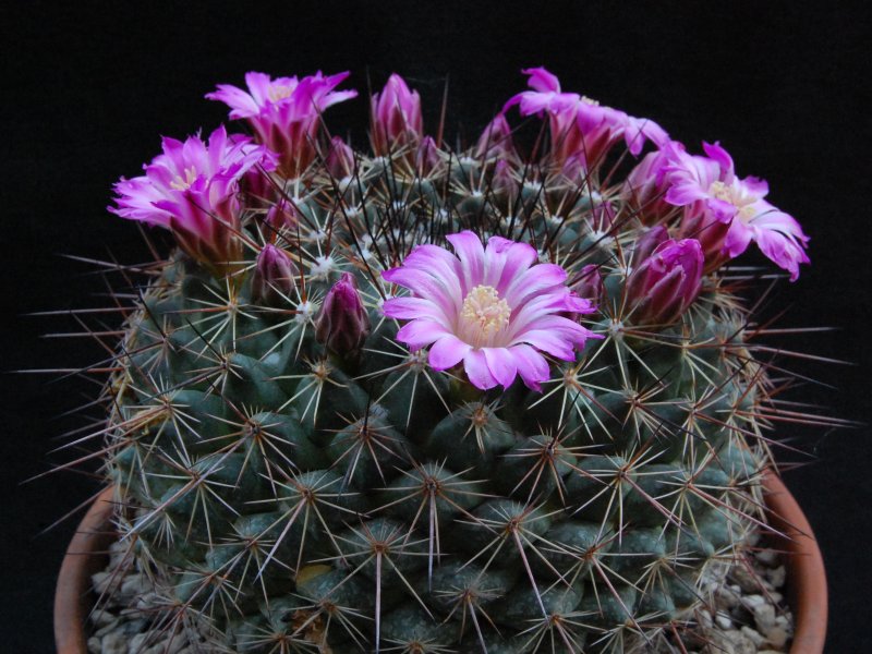 Mammillaria melanocentra ssp. rubrograndis 