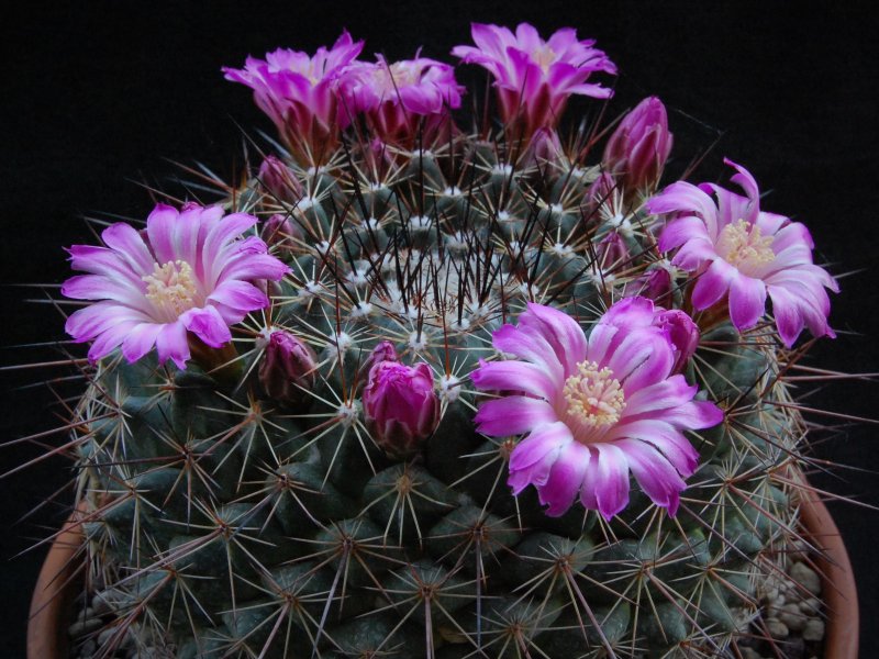 Mammillaria melanocentra ssp. rubrograndis 