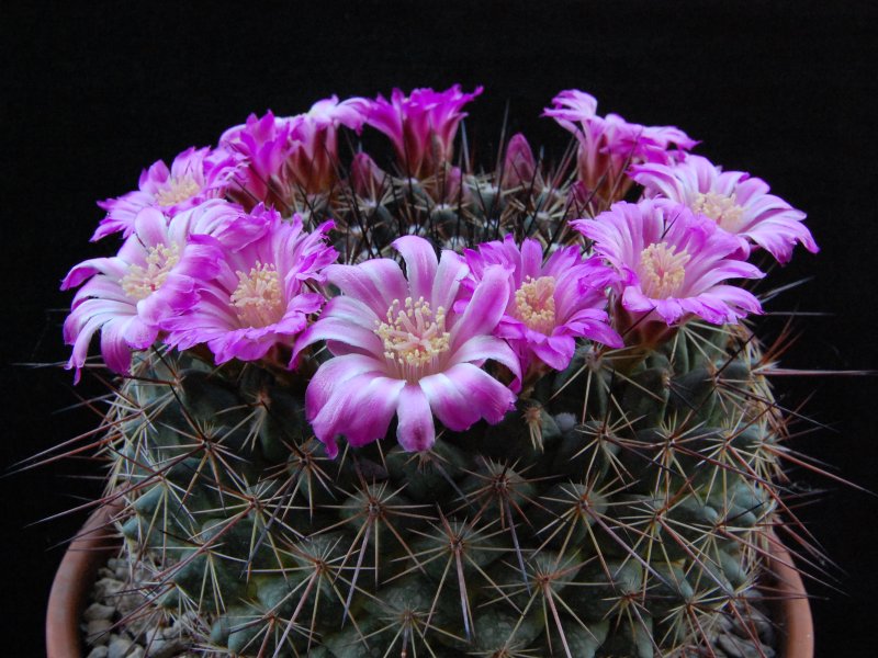 Mammillaria melanocentra ssp. rubrograndis 