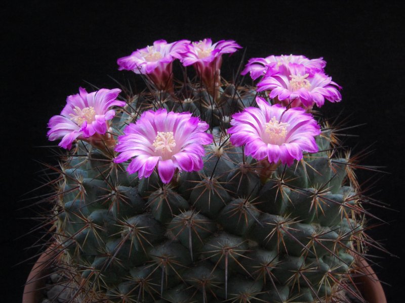 Mammillaria melanocentra ssp. rubrograndis 