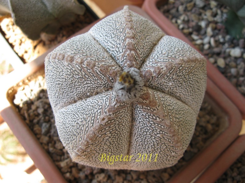 Astrophytum myriostigma cv. onzuka v type 