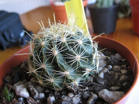 Thelocactus setispinus 