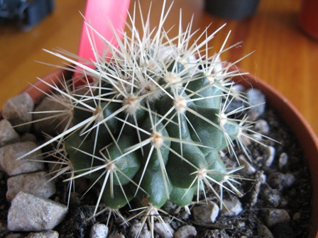 Echinocactus grusonii v. albispina 