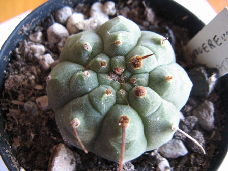 Matucana madisoniorum 