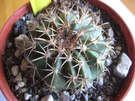 Melocactus ? 