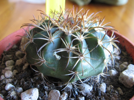 Melocactus ? 