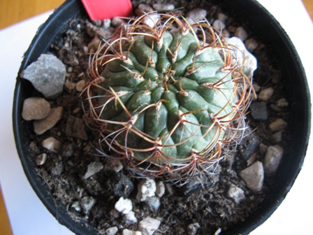Matucana aureiflora 