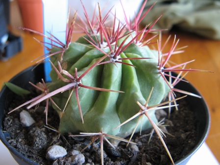 Ferocactus glacilis o stainesii? 