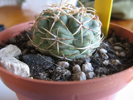 Thelocactus hexaedrophrus 
