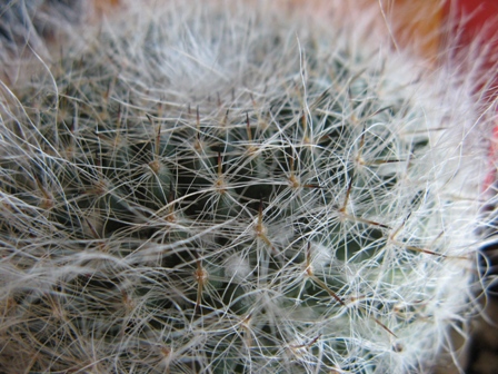 Mammillaria hahniana 