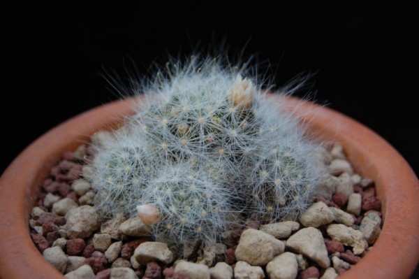 Mammillaria glassii MK 89.324