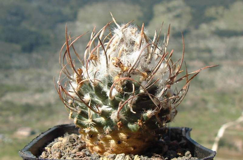 Turbinicarpus gracilis PAN 42