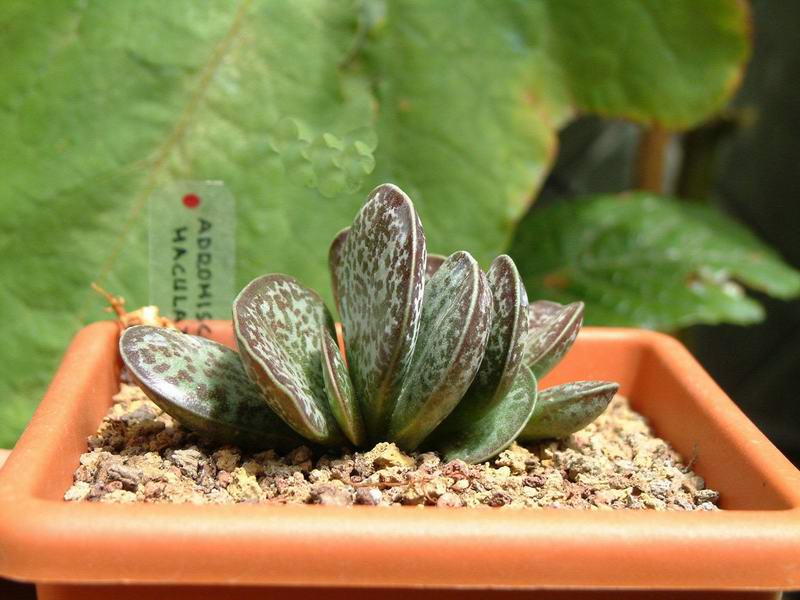 Adromischus maculatus 