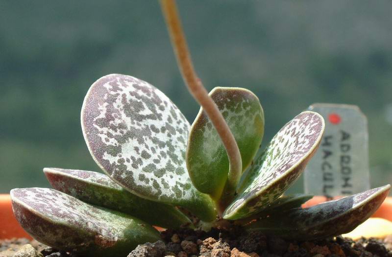 Adromischus maculatus 