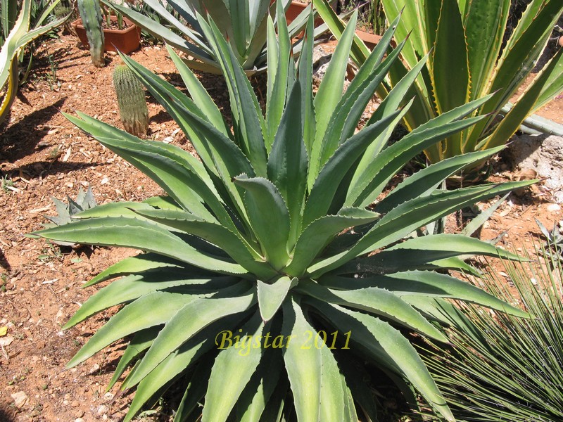 Agave desmettiana 