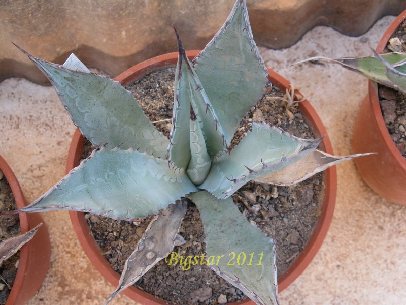 agave palmeri