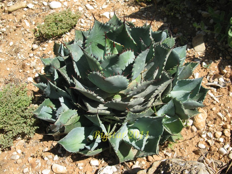 Agave polyacantha 