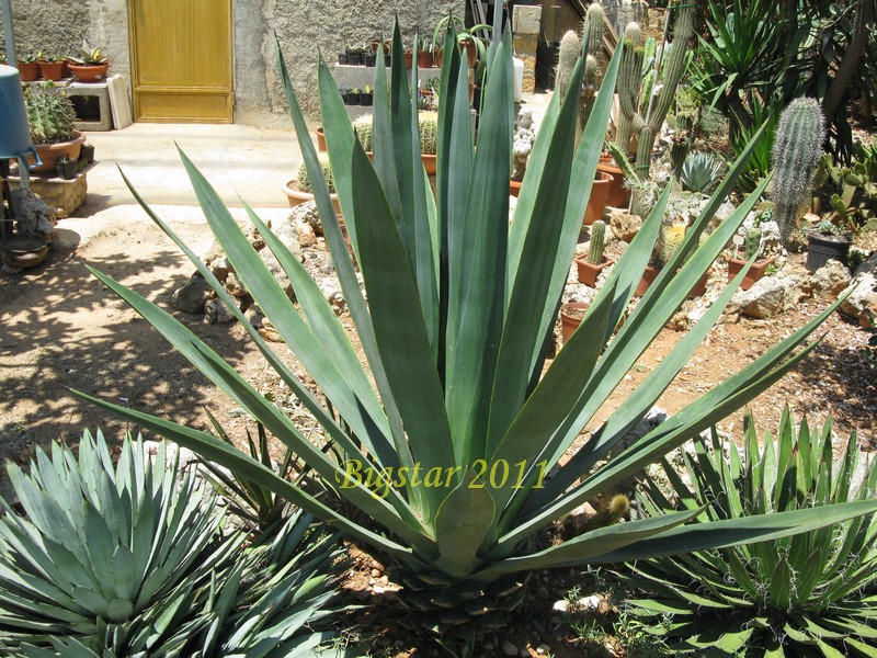 Agave tequilana 