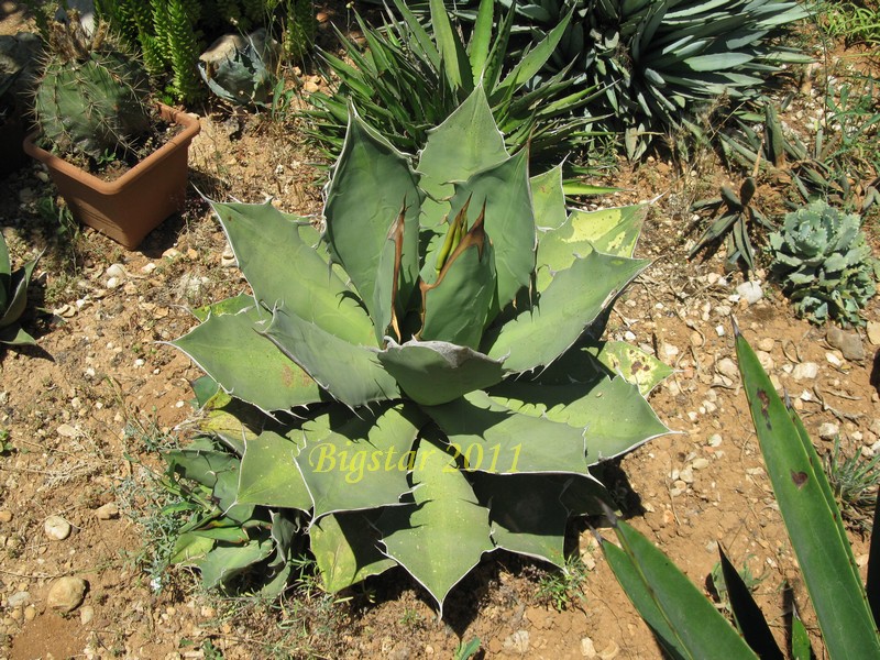 Agave titanota 