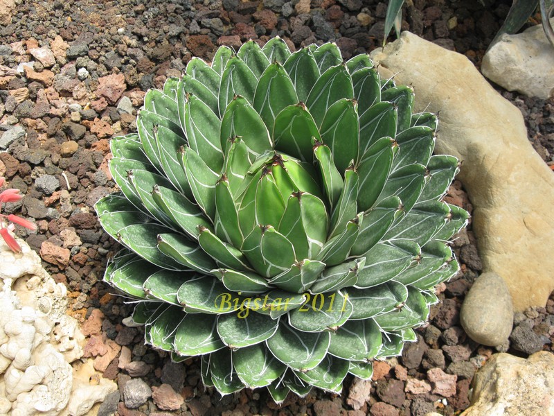 Agave victoriae-reginae 