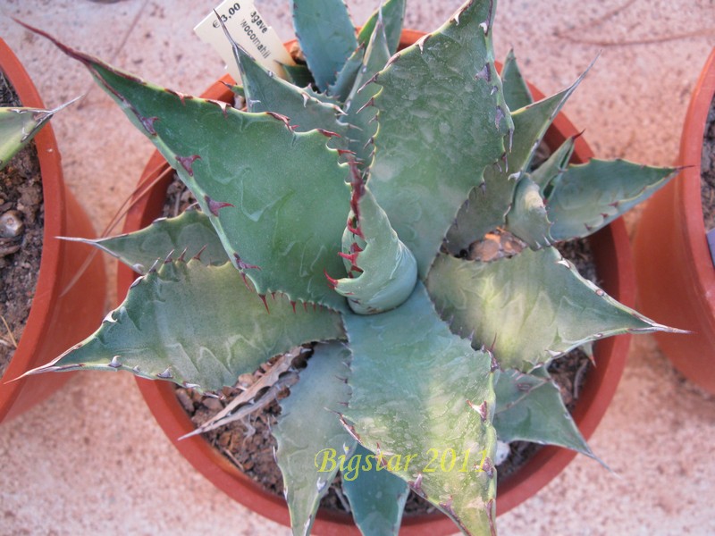 Agave wocomahi 