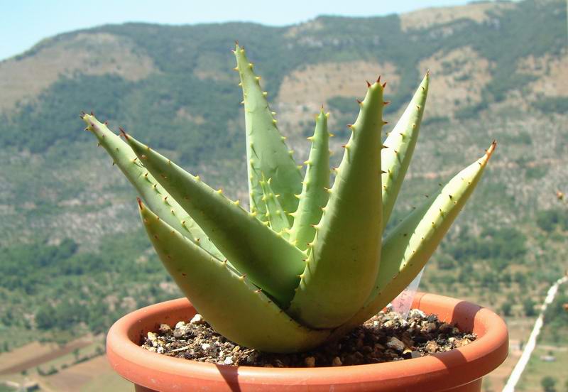 Aloe brevifolia 