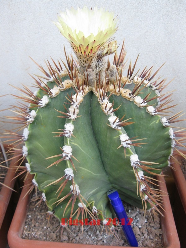 Astrophytum ornatum f. nudum spiralis 