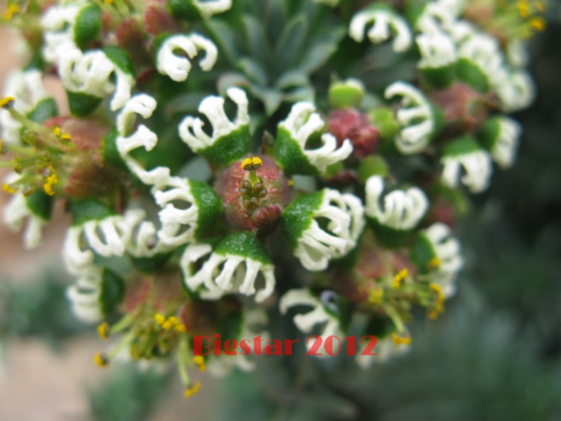 Euphorbia caput-medusae 