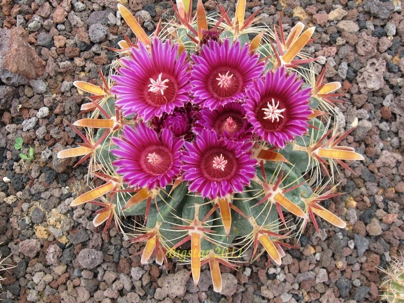 Ferocactus latispinus 