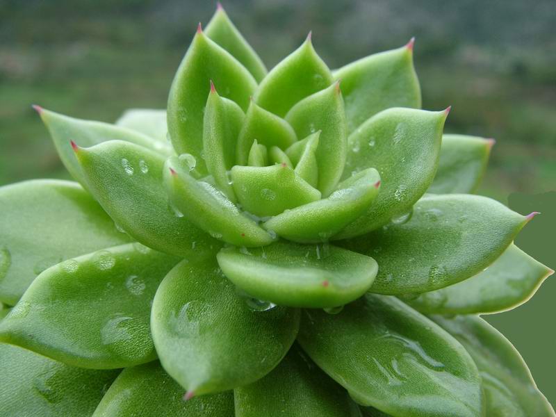 Echeveria agavoides 