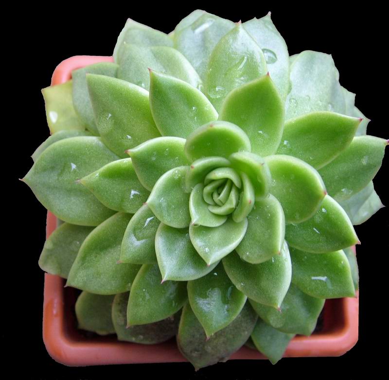 Echeveria agavoides 