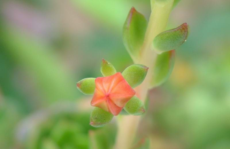 Echeveria multicaulis 