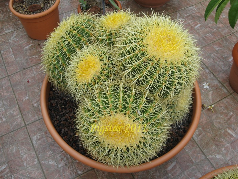 Echinocactus grusonii 