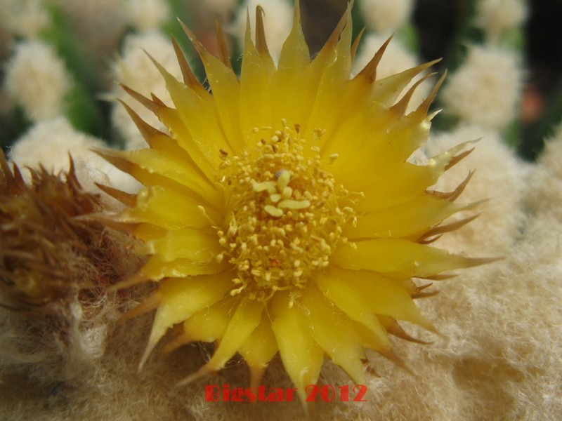 Echinocactus grusonii v. inermis 