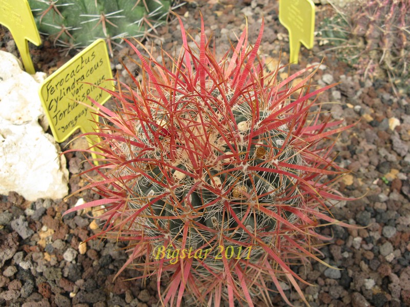 Ferocactus cylindraceus v. tortulispinus 