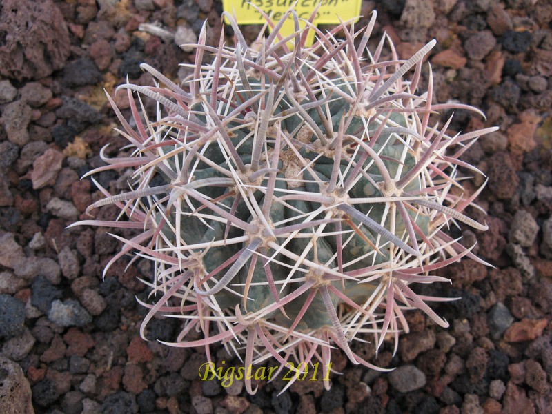 Ferocactus fordii v. grandiflorus 