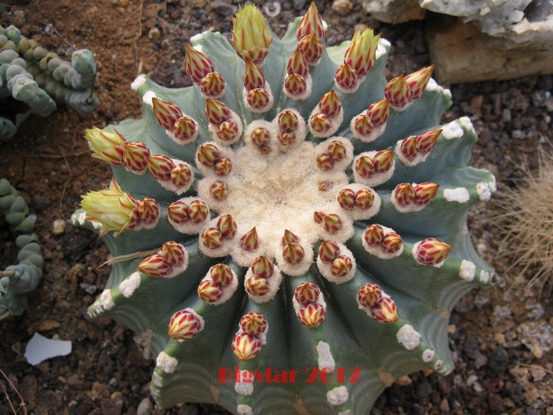 Ferocactus glaucescens v. inermis 