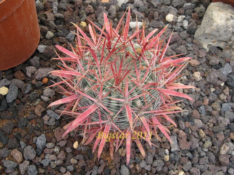 Ferocactus gracilis v. coloratus 