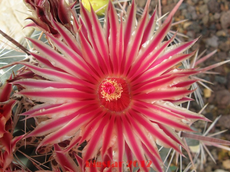 Ferocactus peninsulae v. townsendianus PP 151