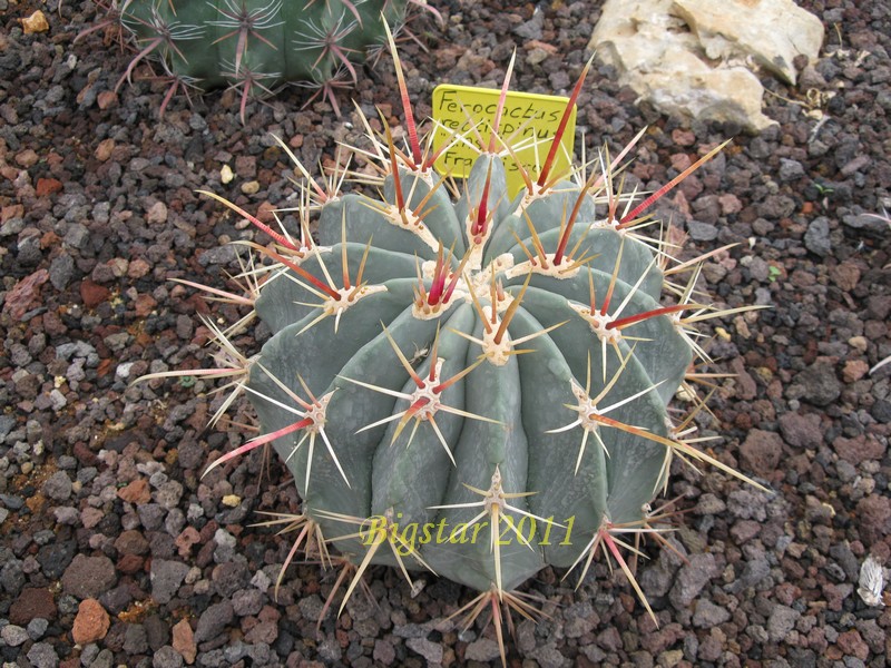 Ferocactus rectispinus 