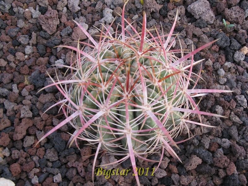 Ferocactus viridescens 