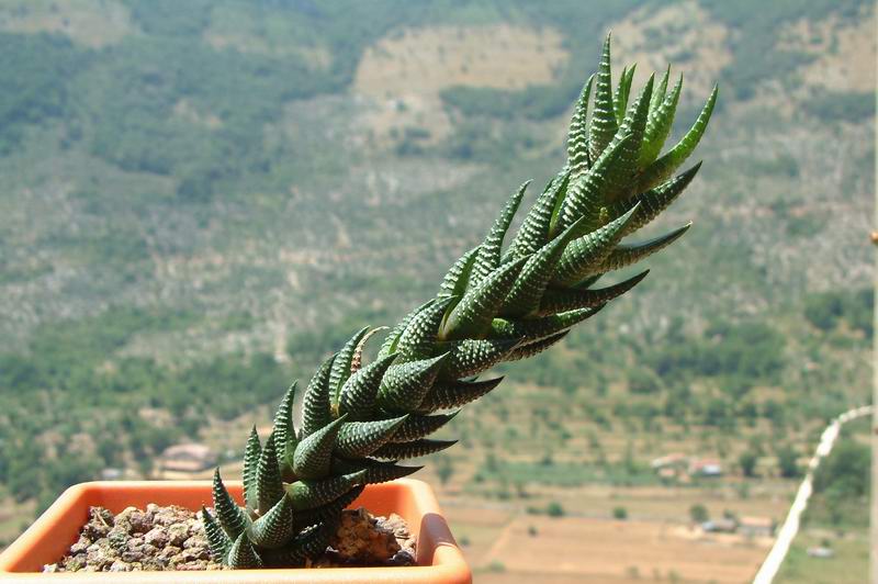 Haworthia reinwardtii 