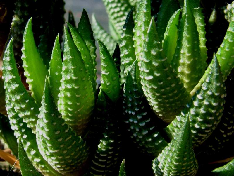 Haworthia reinwardtii 