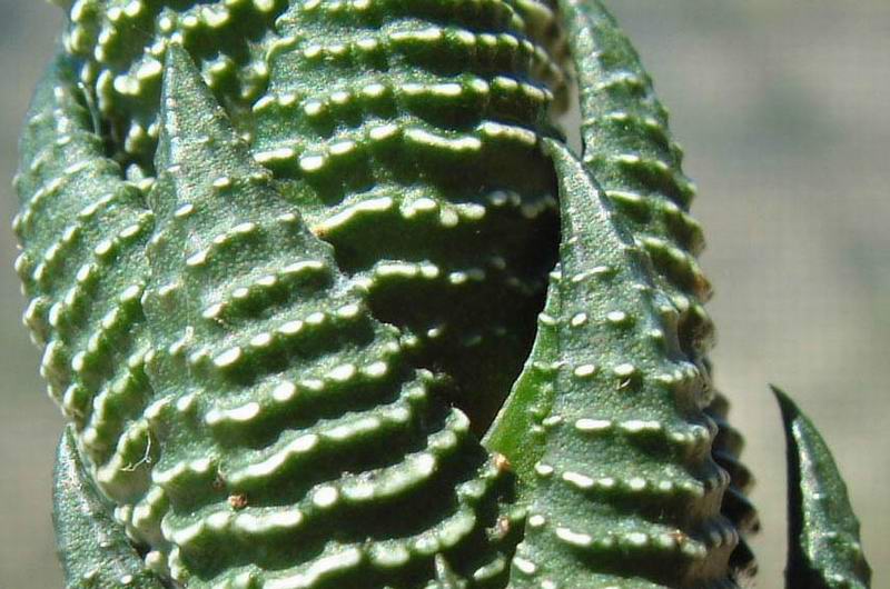 Haworthia reinwardtii 