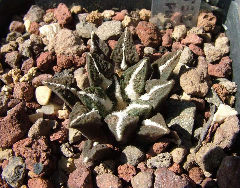 Ariocarpus kotschoubeyanus v. elephantidens 