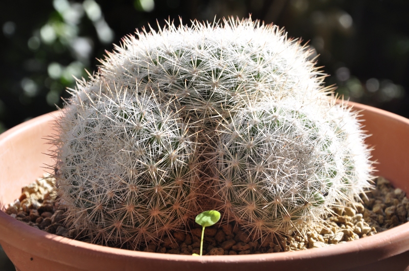 Mammillaria candida ssp. ortizrubiona ROG 493